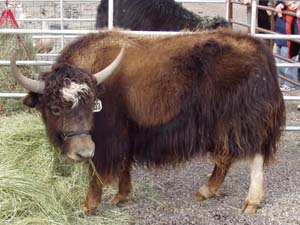 Golden Yak