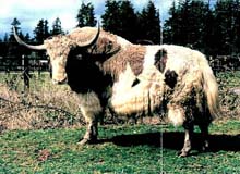 Picture of E030 Golden Royal Bull